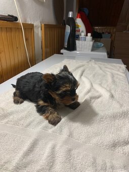 Yorkshirsky terier - 3