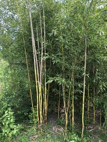 Bambus - 3
