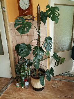 Monstera a cisus kosoštvorcový - 3
