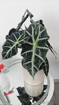 Alocasia Polly - 3