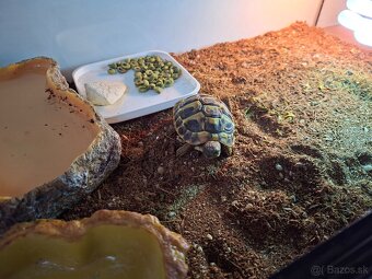 Predam suchozemsku korytnačku Testudo hermanni - 3