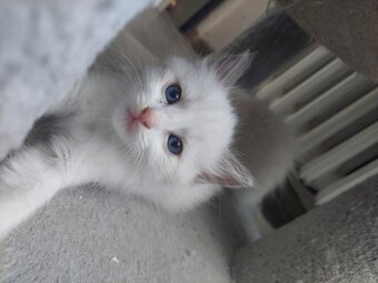 Ragdoll mačiatka bez PP (LV, LM) - 3