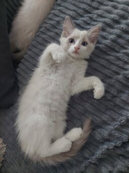 Ragdoll mačiatko bez PP (LV, LM) - 3