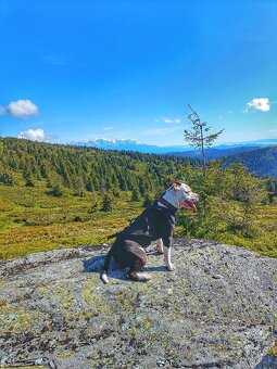 Americký stafordširský teriér/krytie - 3