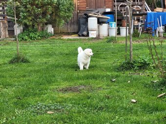 Slovenský čuvač - 3