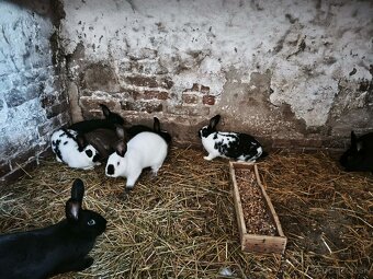 Samičke a samce - 3