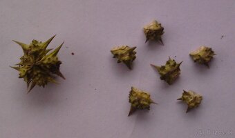 kotvičník zemný - semená - 3