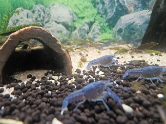 Rak Floridsky Procambarus alleni - 3