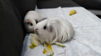 Morské prasiatka - 3