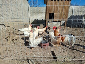 Vlaška červenosedlatá - 3