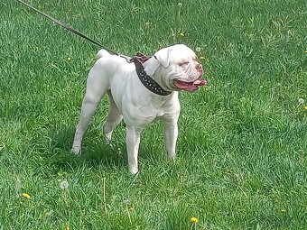 Americký bulldog - 3