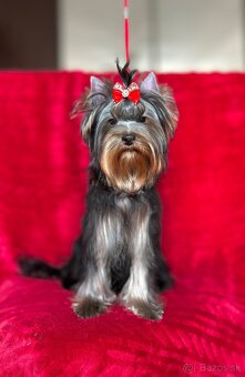 Yorkshire terrier, york s PP - 3