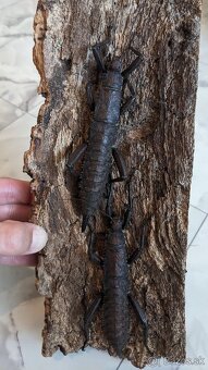 Eurycantha calcarata - 3