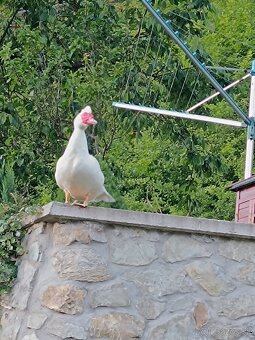 Kačka Pižmova s kačiatkami - 3