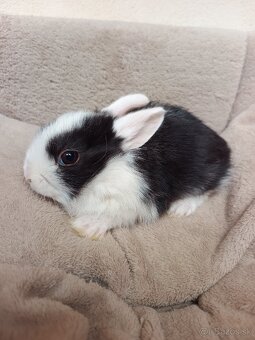 Mini zajačiky na predaj - 3