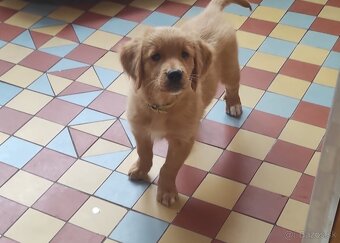Zlatý retriever - 3