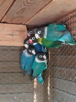 Agapornis škraboškovy - 3