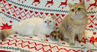 Britské mačiatka❤️ s PP extra kvalita - 3