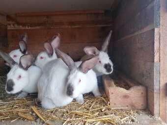 Burgudske králiki Hyla králiki - 3