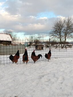 Forverka kohúty - 3