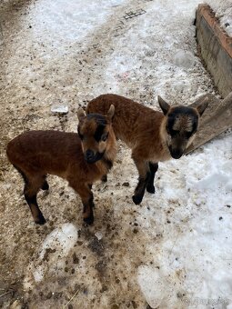 Kamerunský baran - 3