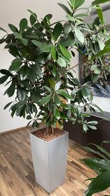 Veľká zelená izbová rastlina - 3