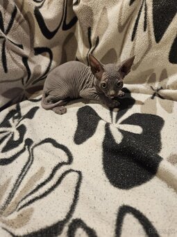Sphynx - 3