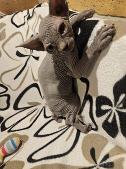 Sphynx - 3