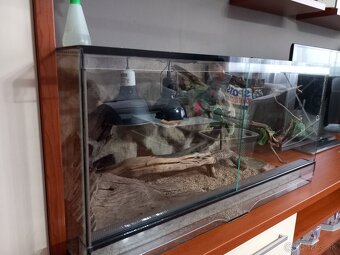 Agama bradatá - 3