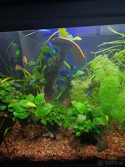 30l akvarium - 3