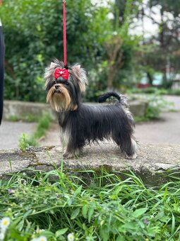 Yorkshire terrier, york s PP - 3