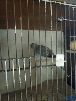 Holubky diamantové - 3