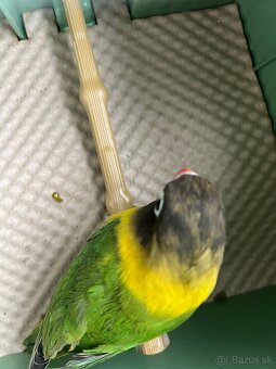 Predam Agapornisi Škraboškove - 3