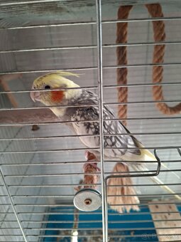 Ponukam krotku korelu - 3