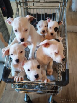 Americký stafordšírsky teriér - 3