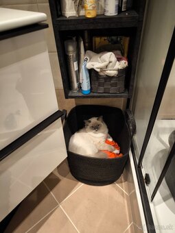 Predám Mačičku s kocúrom Ragdoll - 3