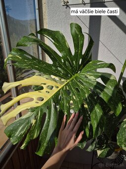 Predám izbové rastliny - 3