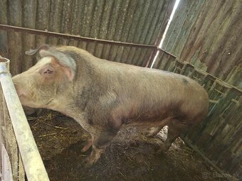 Kanec DUROK-LANDRAS - 3