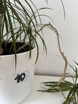 Predám č.10 Dracaenu marginatu 2metrovú za 50eur - 3