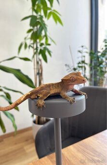 🦎 Predám pagekona riasnatého s teráriom - 3