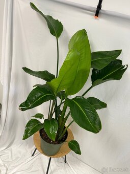 Strelitzia Nicolai (100 cm) - 3