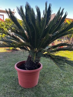 Predám cykas - 120cm cca - 3