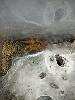 Pterinochilus murinus 1.0 - 3