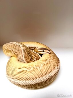 BLACK PASTEL LEOPARD LESSER BALL PYTHON SAMICA - 3