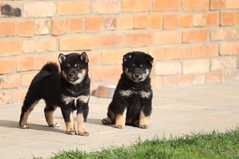 Shiba inu šteniatka s PP - 3