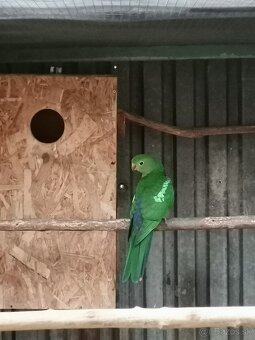 Papagáj kráľovský - 3