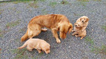 Šteniatka Golden/Zlatý retriever - 3