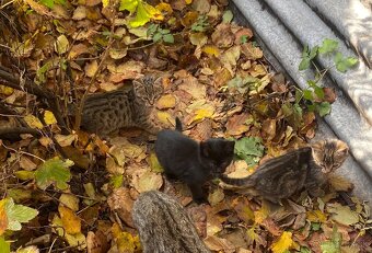 Darujem mačiatka -4 ks - 3