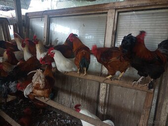 Tohtoročné kohúty - 3