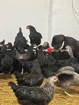 Mládky- Dominant , Lohman Brown - 3